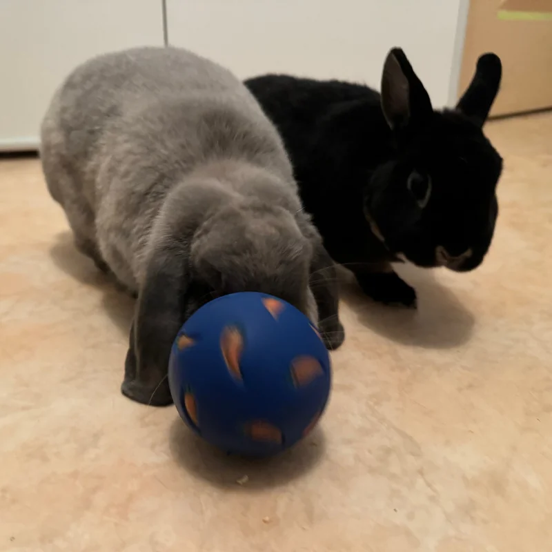 balle_lapin_balleafriandise_lacharmantebassecour