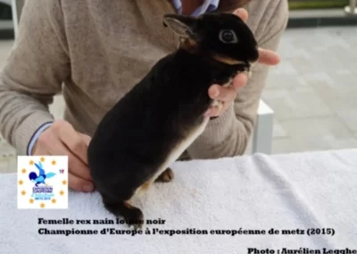lapin-championne-europe-exposition-europeenne-metz-lacharmantebassecour