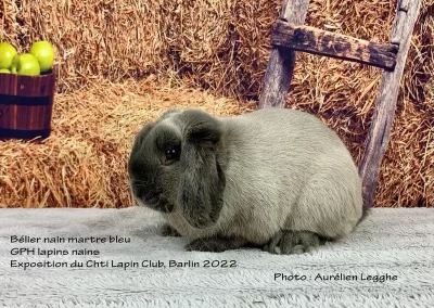 beliernain-martre-GPH-Lapins-nains-chti-lapin-club-barlin-lacharmantebassecour