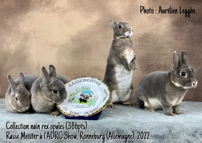 zwergrexe-nainrex-2022-Rassemeister-Ronneburg-Allemagne-lacharmantebassecour