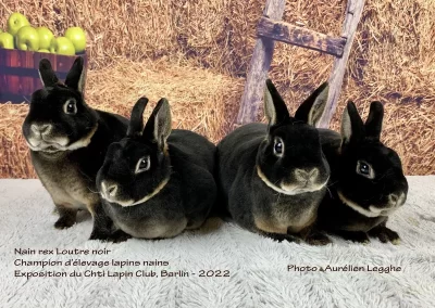 champion-elevage-lapins-nains-nainrex-loutrenoir-exposition-barlin-lacharmantebassecour