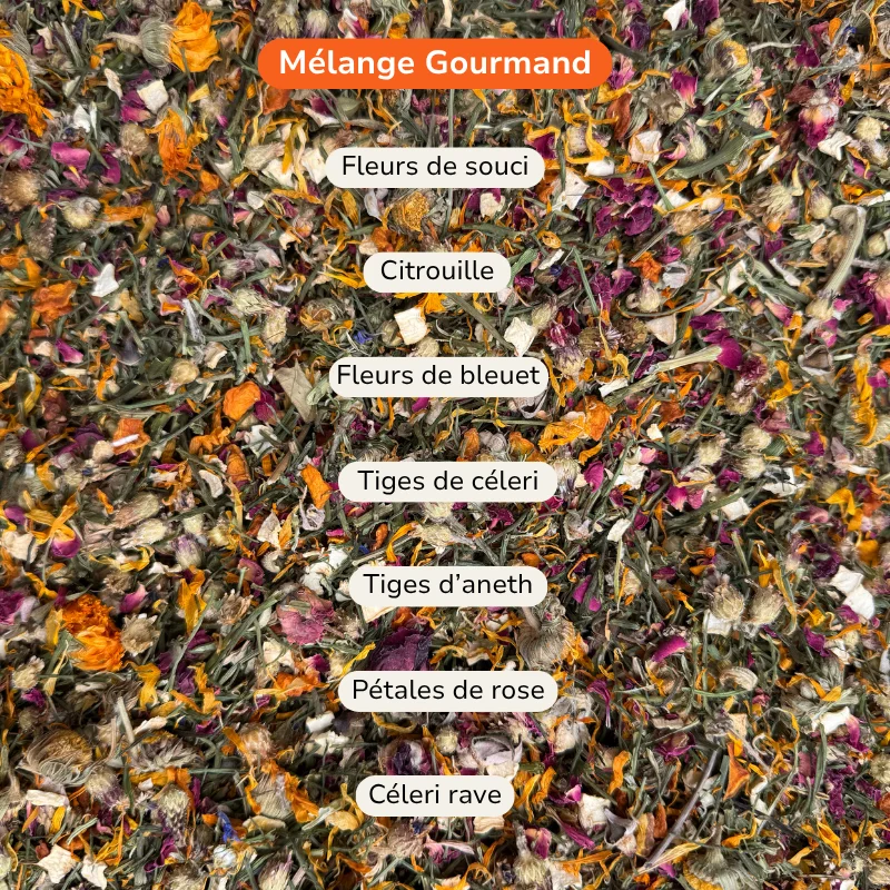Composition du Mélange Gourmand pour lapin : souci, citrouille, bleuet, céleri, aneth et rose
