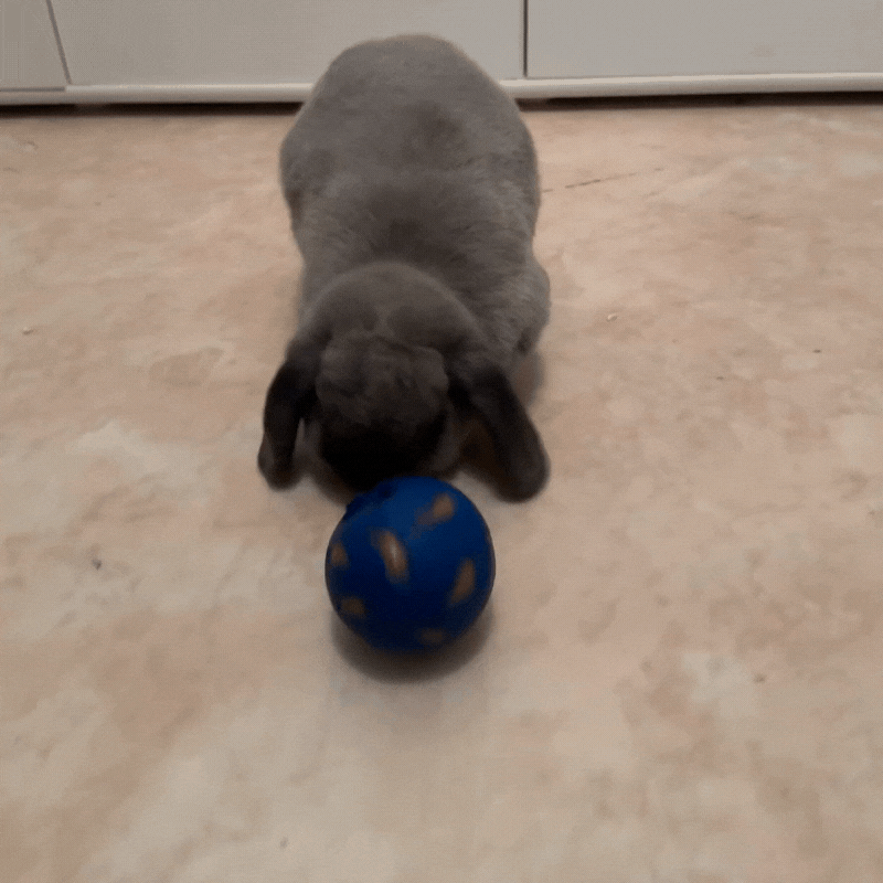 lapinjoueavecballe_giflapin-giflapinballe