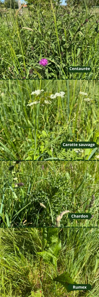 mauvaises_herbes_prairies