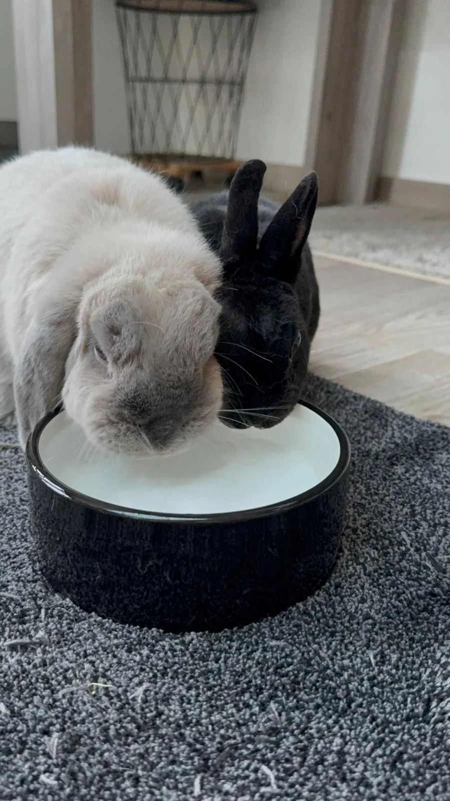 Gamelle à eau pour lapins