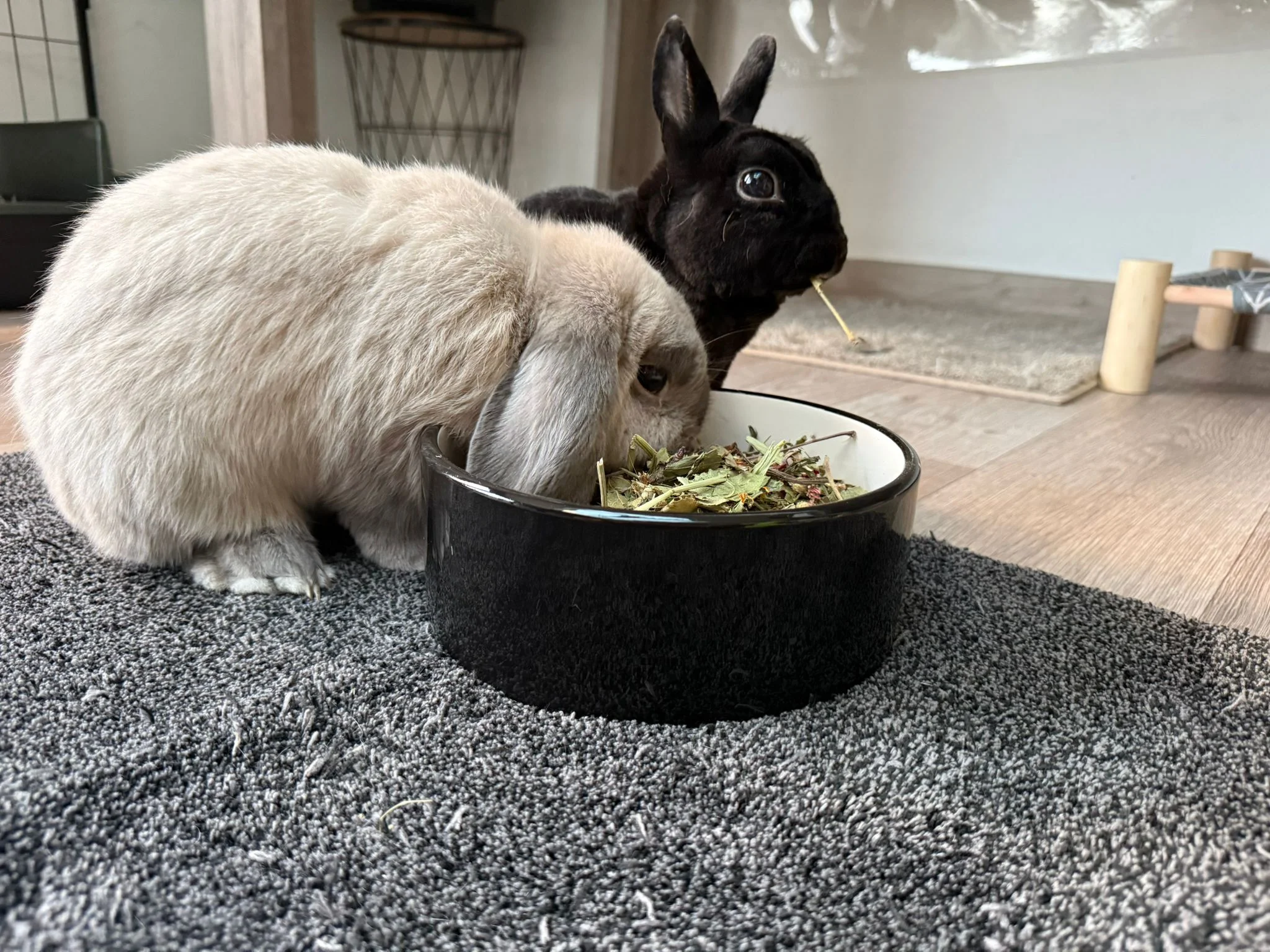 Gamelle à végétaux pour lapins