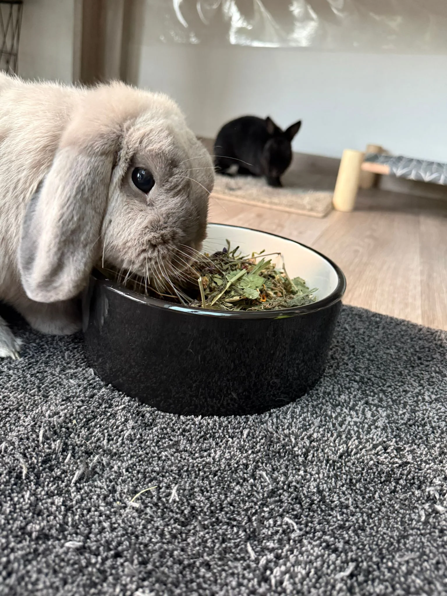 Gamelle à végétaux pour lapins