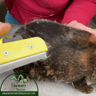 Gif-utilisation-brosse-furminator-mue-lapin-lacharmantebassecour