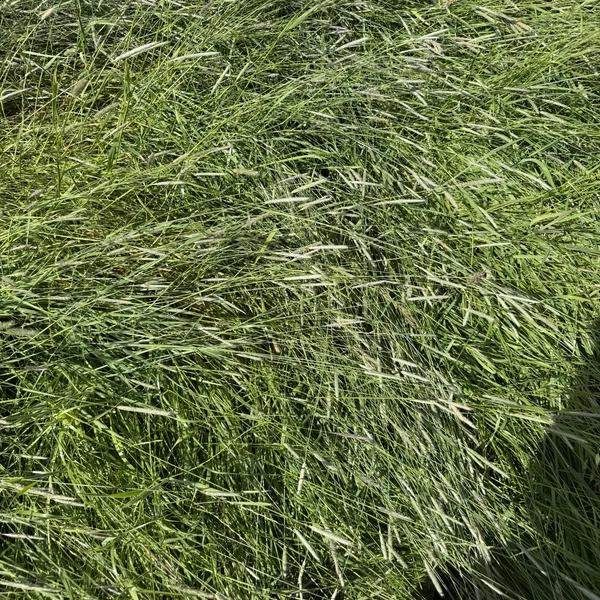 Prairie_fleole_timothy