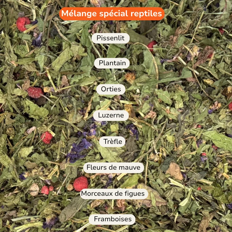 Pissenlit, plantain, ortie, luzerne, framboises, figues et fleurs de mauve dans le mélange pour reptiles