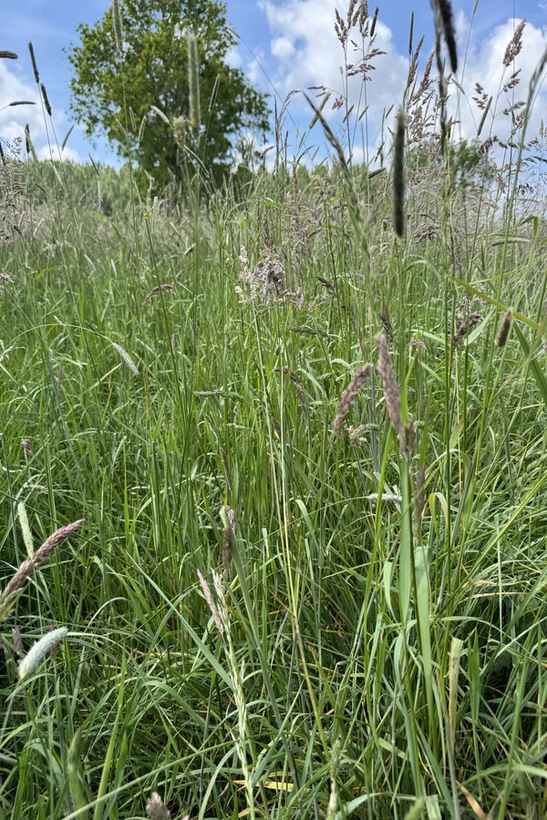prairie-fleole-fetuque-lapin