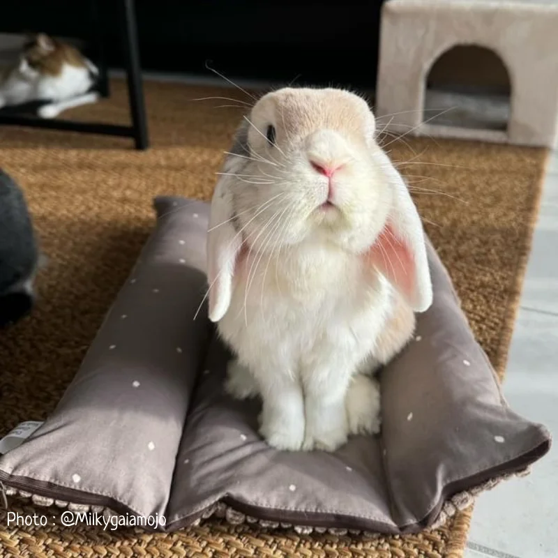 Snugabun-lapin_ete_lacharmantebassecour