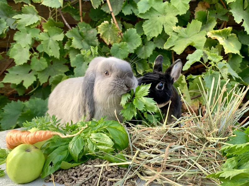 Comment bien nourrir votre lapin?
