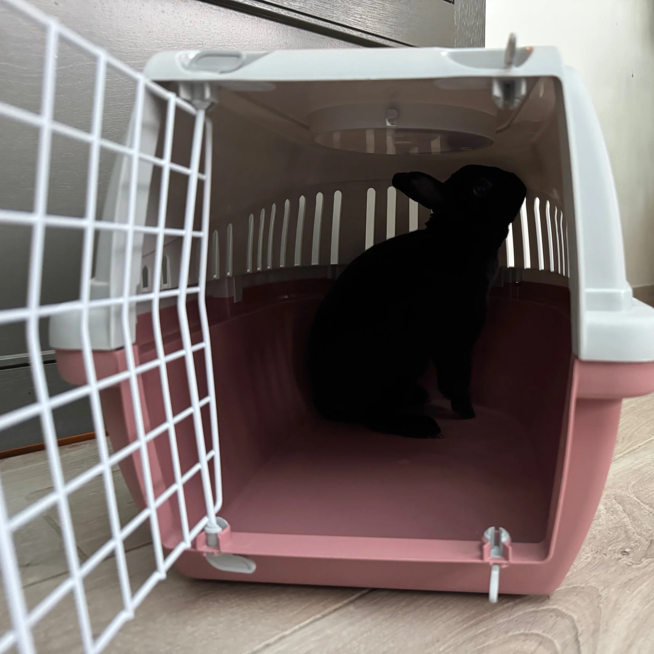 caisse_transport_lapin