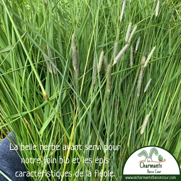 fleole-bio-lapin-lacharmantebassecour
