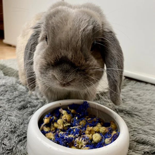 fleur-bleuet-lapin-fraindisesaine-lacharmantebassecour