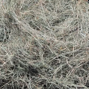 foin-lapin-sanstraitement