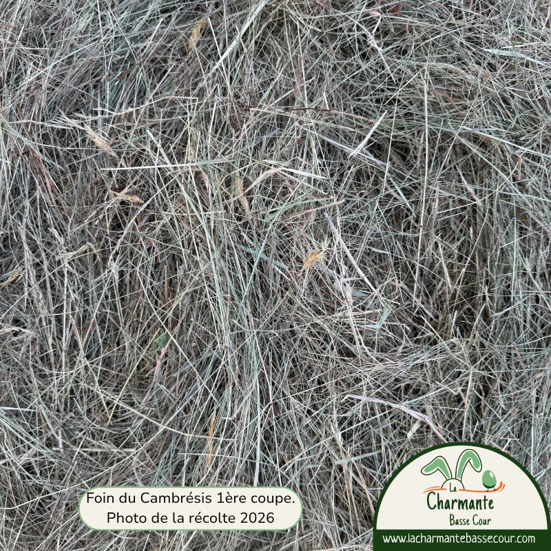 Foin du Cambrésis pour lapin, fin et fleuri