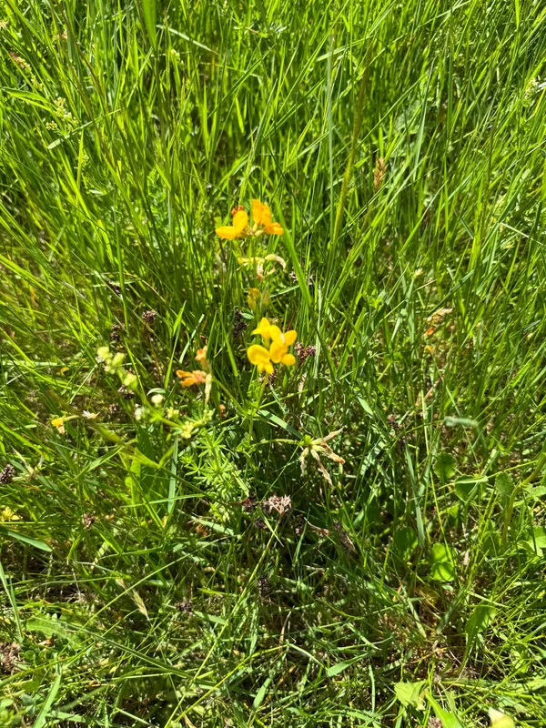 Diversité botanique de la prairie avec entre autres du lotier et du gaillet