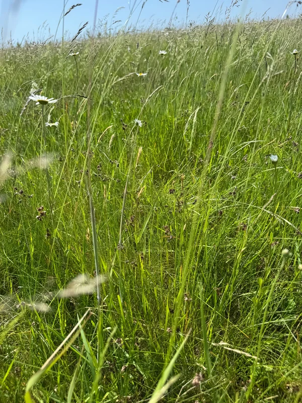 Des brins d'herbe fins et une composition variée