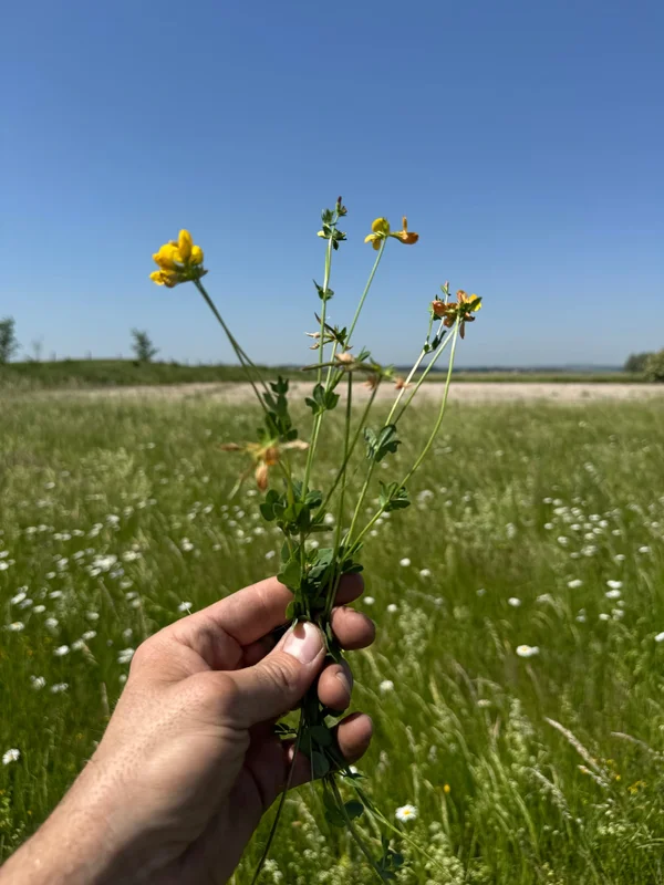 Lotier ou plante de prairie proche observée dans le foin du Cambrésis