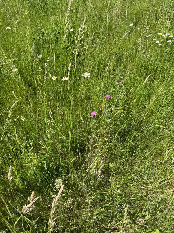 Centaurée et marguerites observée dans la prairie du foin du Cambrésis