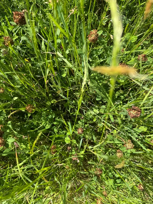 Trèfle dans la prairie du Cambrésis