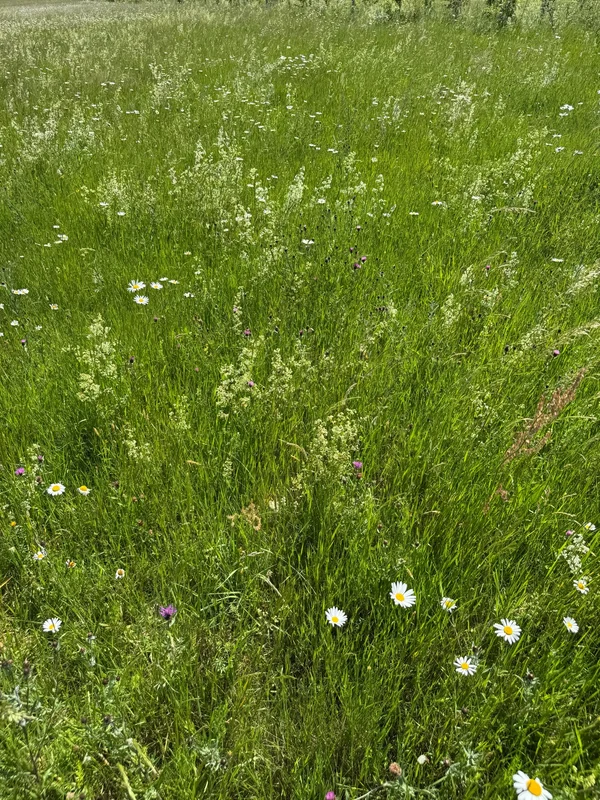 Prairie naturelle permanente du Cambrésis d’où vient notre foin