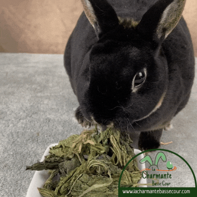 gif-lapin-mange-feuille-orties-alimentationsainelapin-lacharmantebassecour