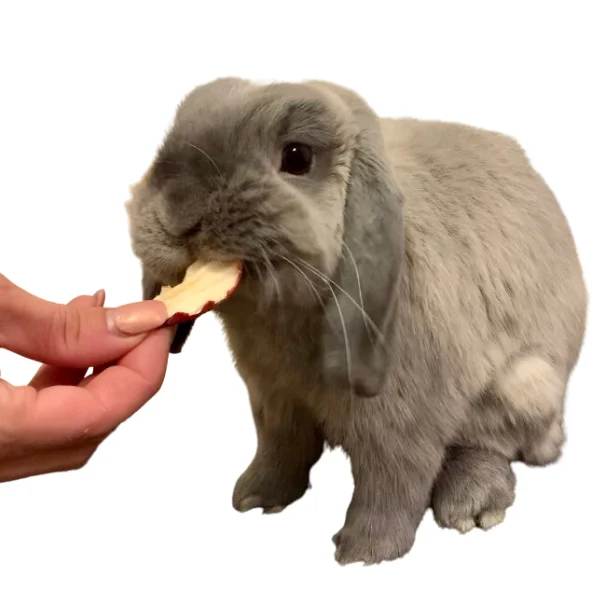 lapin-mange-pomme-lacharmantebassecour