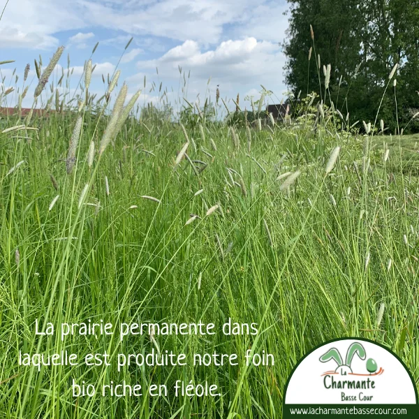 prairie-fleole-foin-lapin-lacharmantebassecour