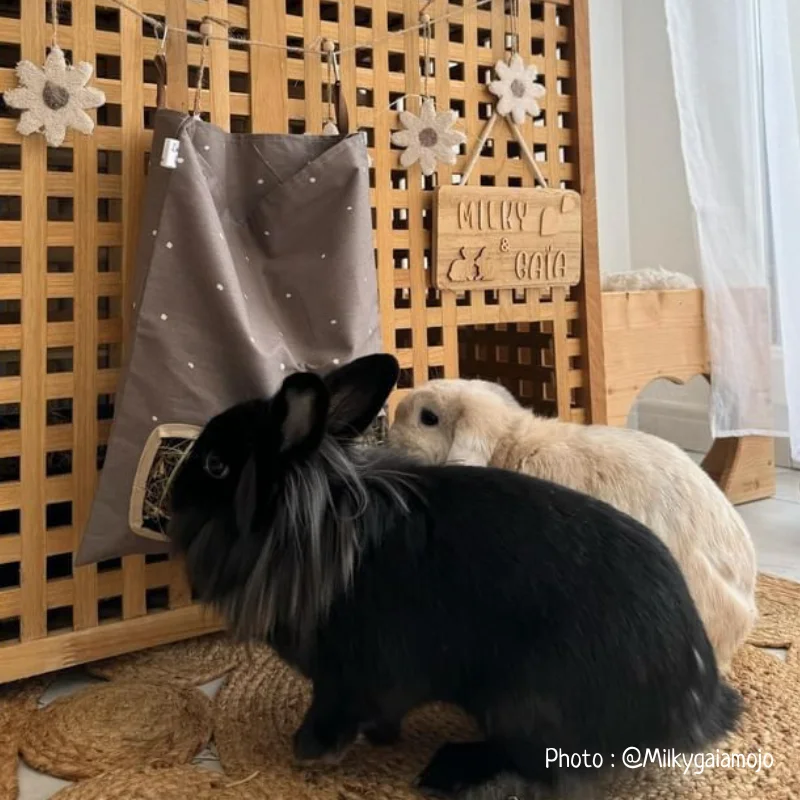 sacfoin_lapin_lacharmantebassecour