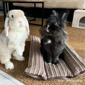 snugabun_lapin_hiver_lacharmantebassecour