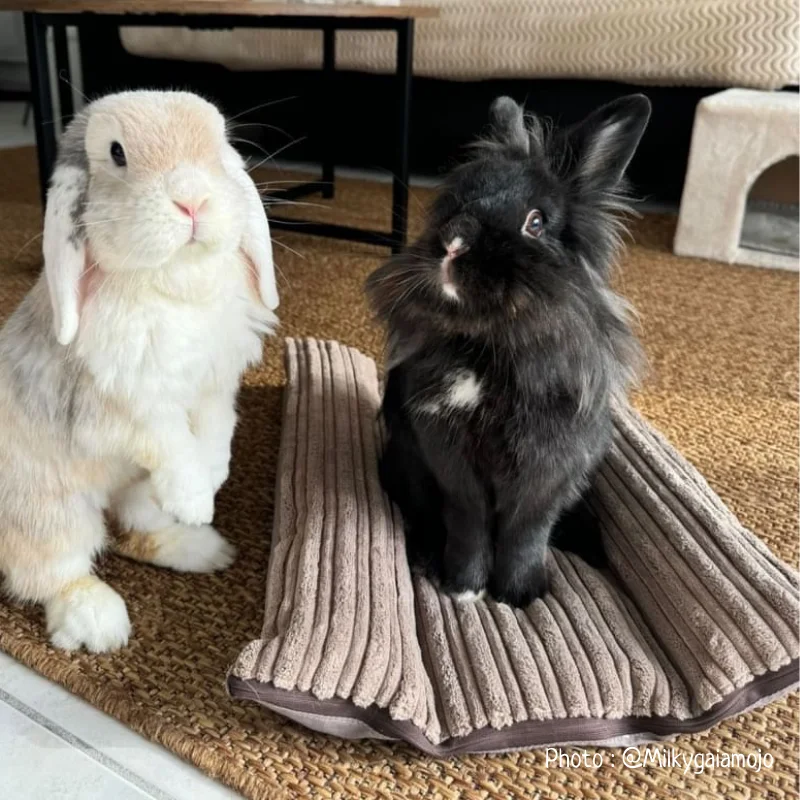 snugabun_lapin_hiver_lacharmantebassecour